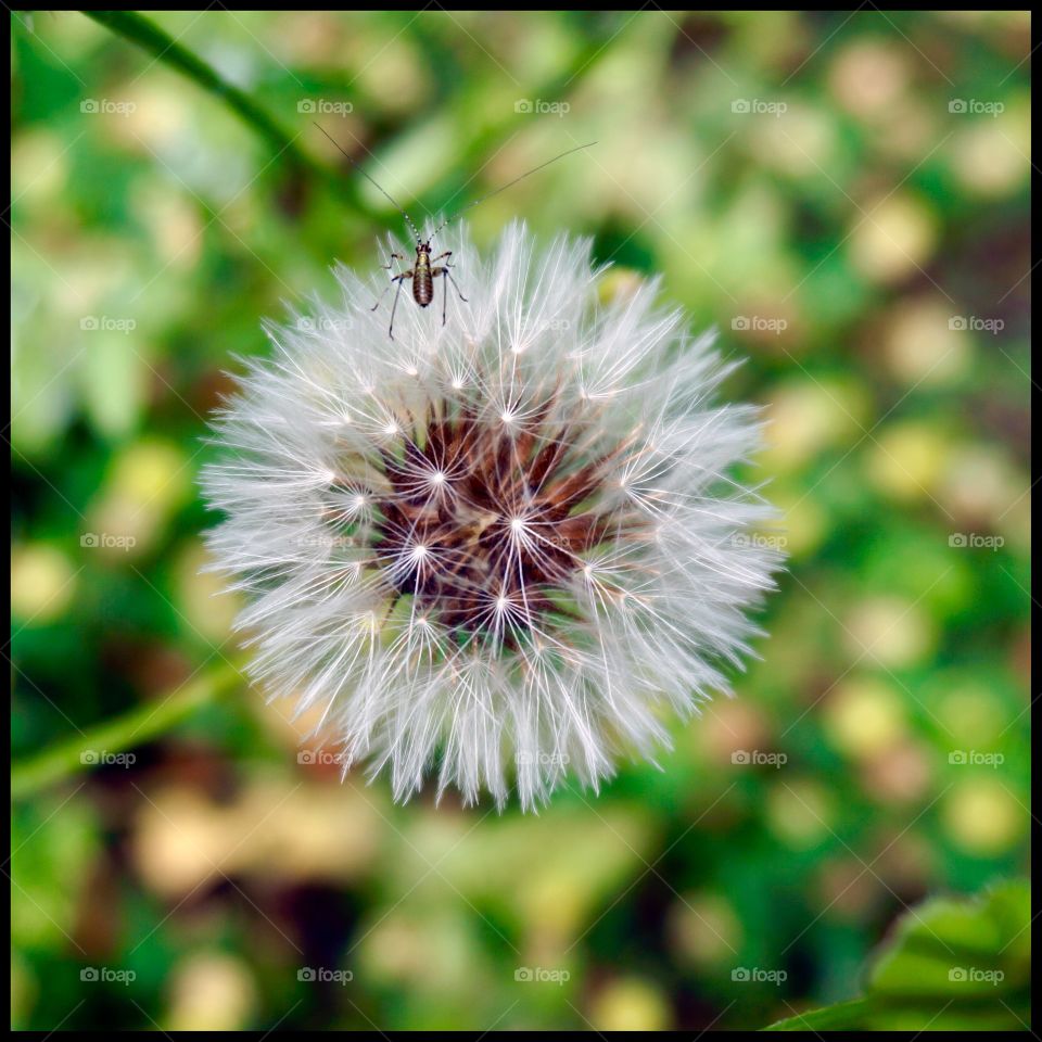 Dandelion 