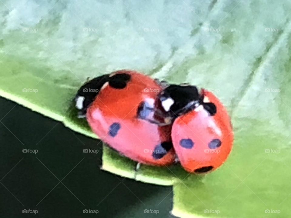 Mate between two ladybugs 