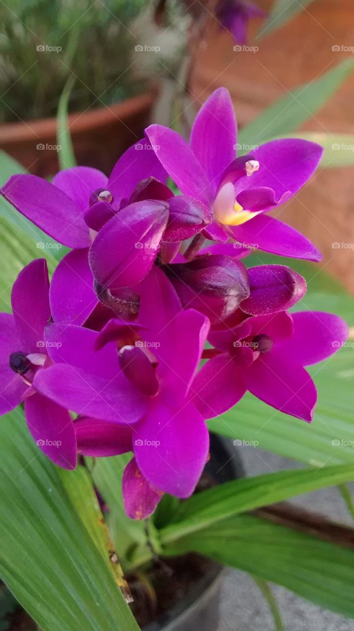 grapette orchid 3