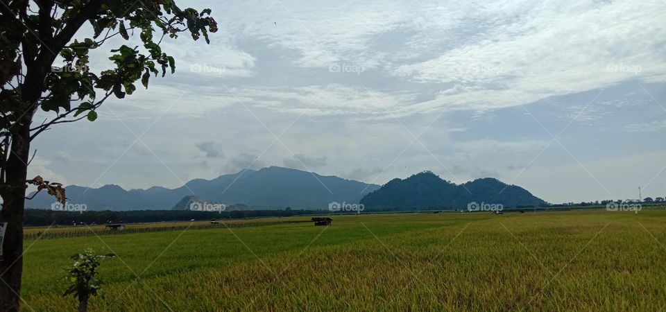 Rice field landscape in Indonesia with mountains in the background