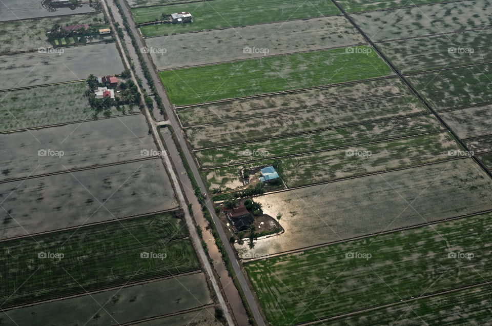 The sun’s reflection in the waters of a rice paddy seeming to spotlight a farmer’s home