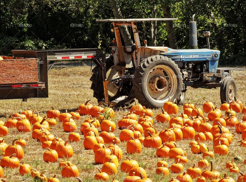 Pumpkin Patch. Pumpkins At Harvest Time In Autumn
