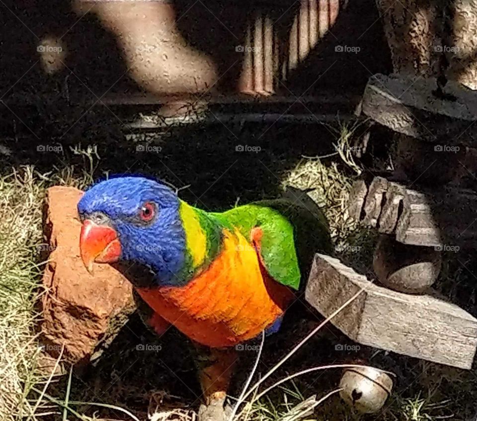 Color vs Black and White: a cute parrot. beautiful colors are in front of light and shadow.