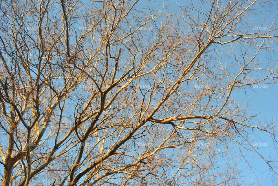 Beautiful branches of a tree