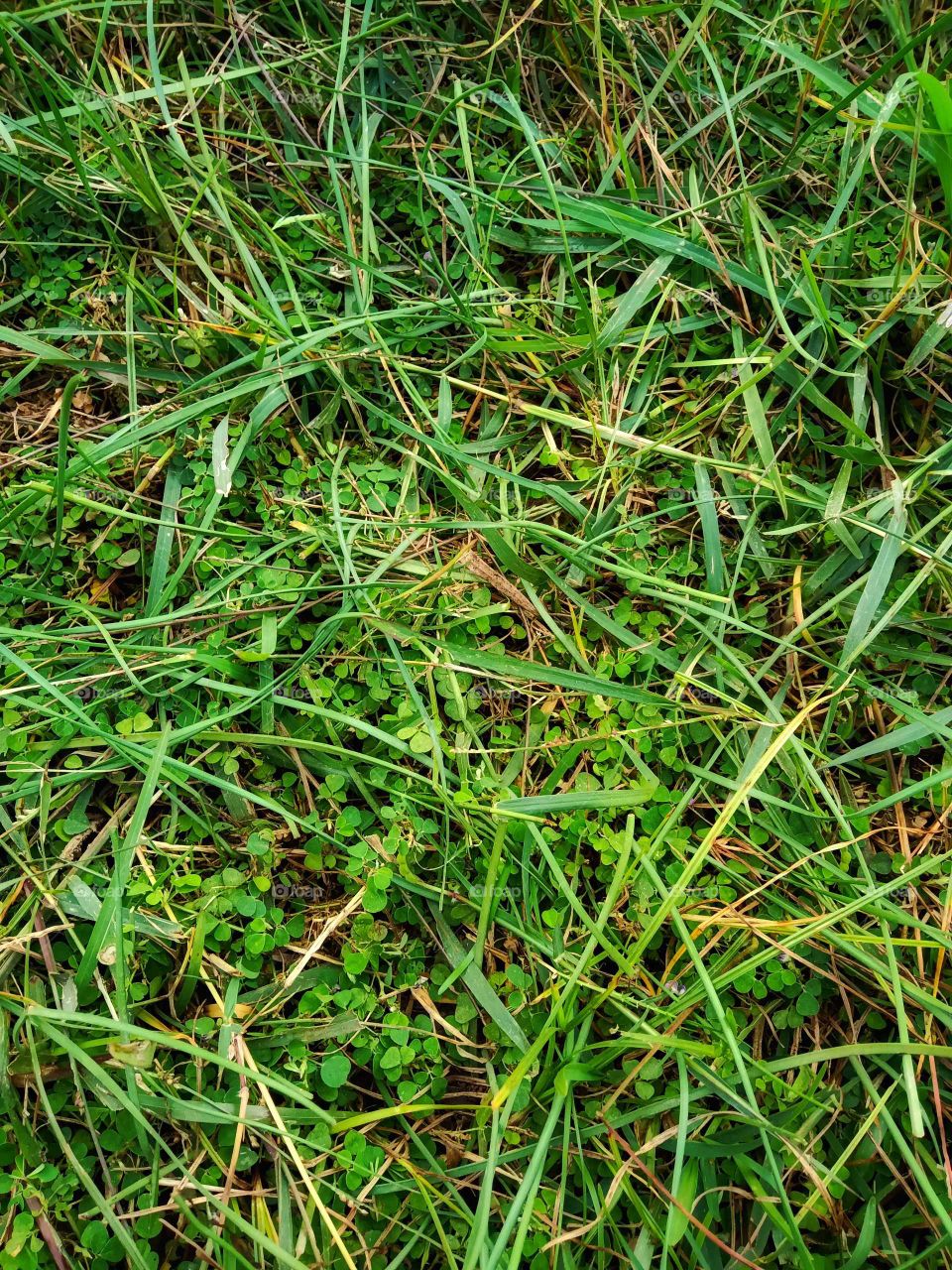 beautiful grass nice looking image park sarawasti india