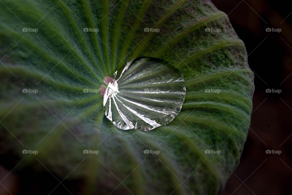 water drop on lotus leaf