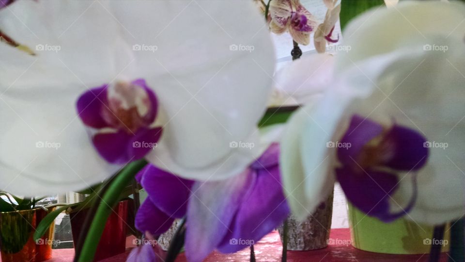 Flower, Orchids, Nature, No Person, Wedding