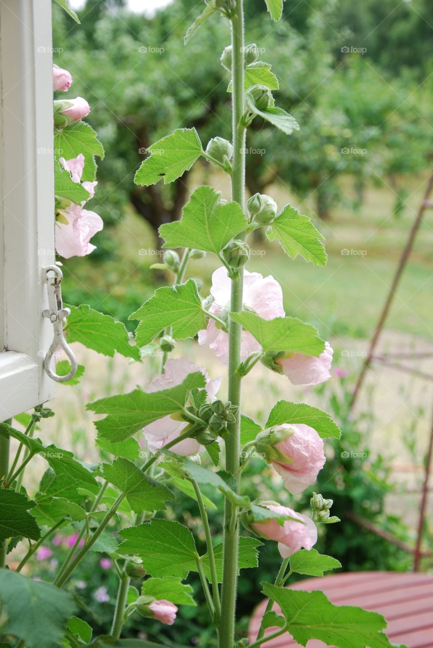 Holyhock Window