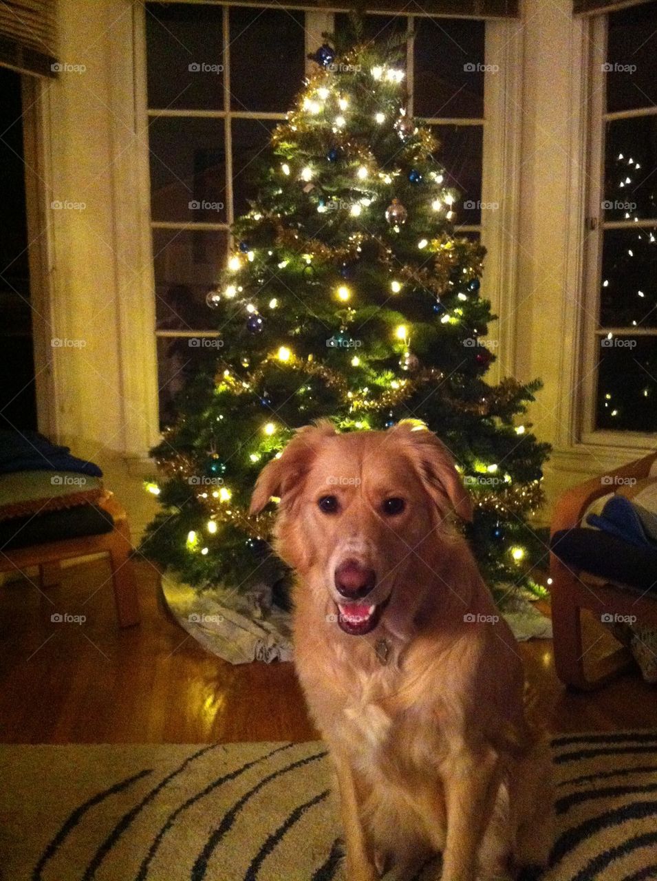 Dog and Christmas tree