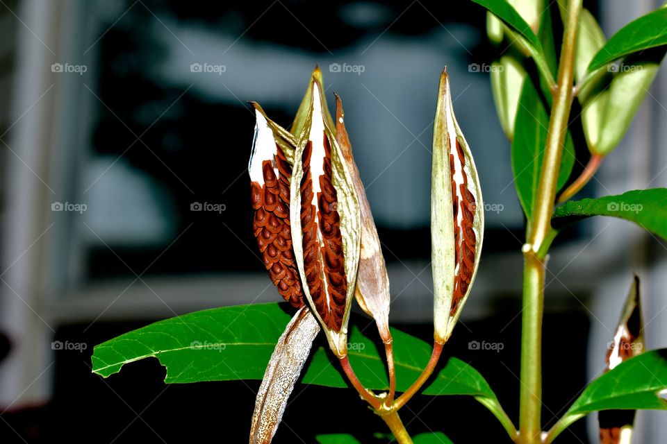 Seed pods