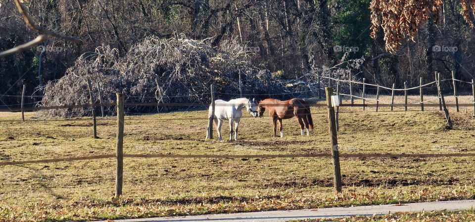 Gorgeous white and brown horses in love on the beautiful green field on a sunny day