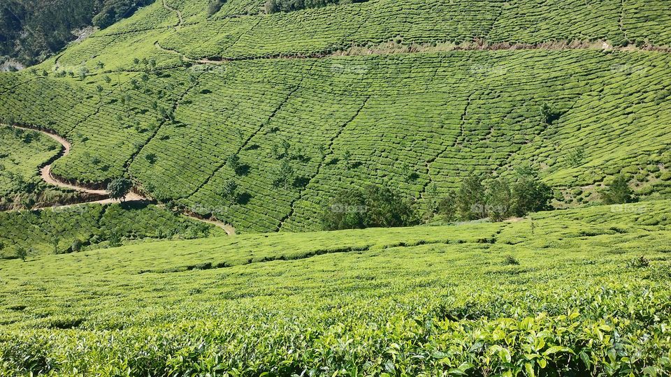 "Nature is pleased with simplicity." 