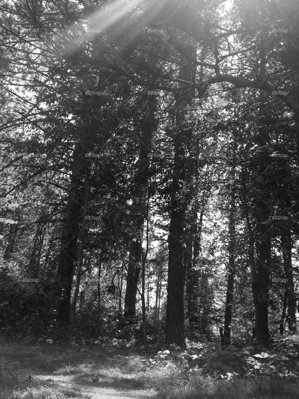 Forest in black and white 