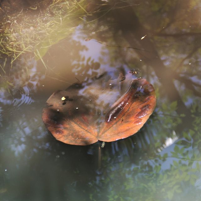 As summer turns to fall. Summer turns to fall