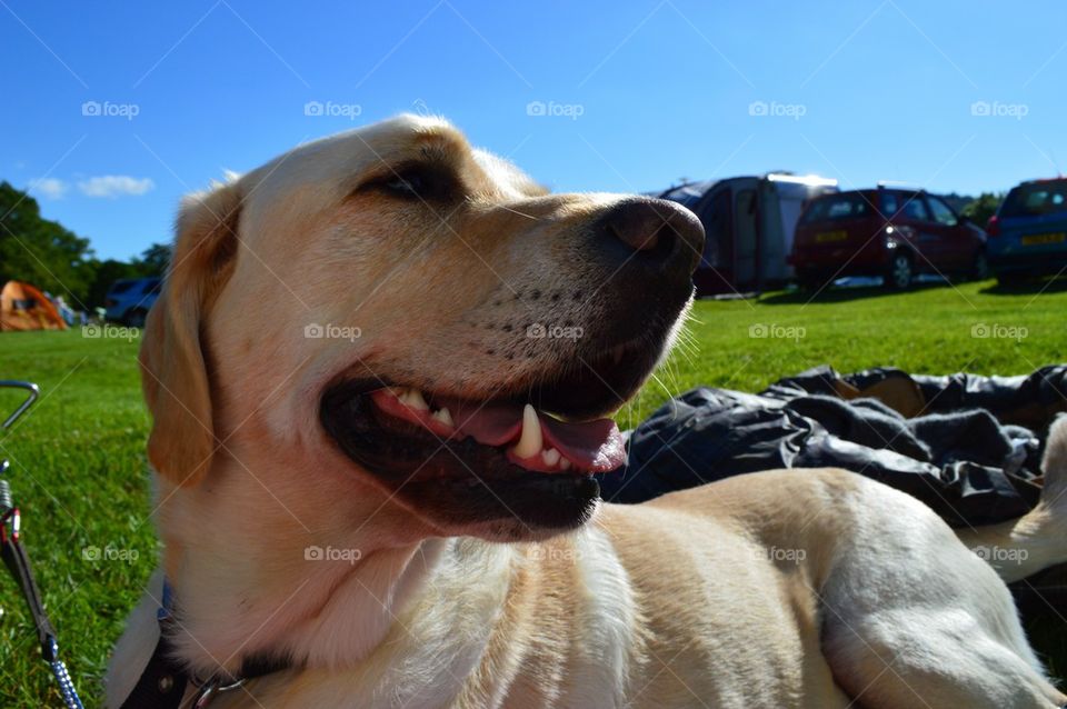 Sunbathing lab 