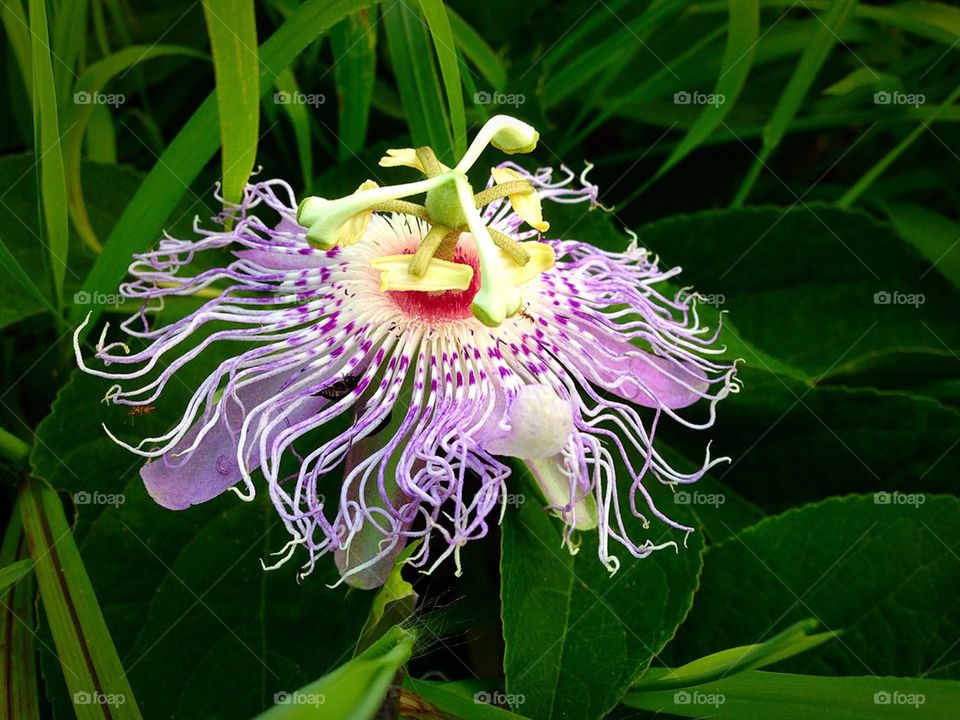 Passion flower