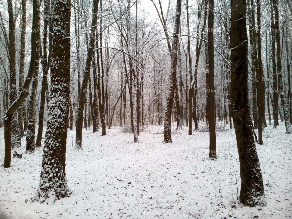 Snow, Winter, Wood, Frost, Tree