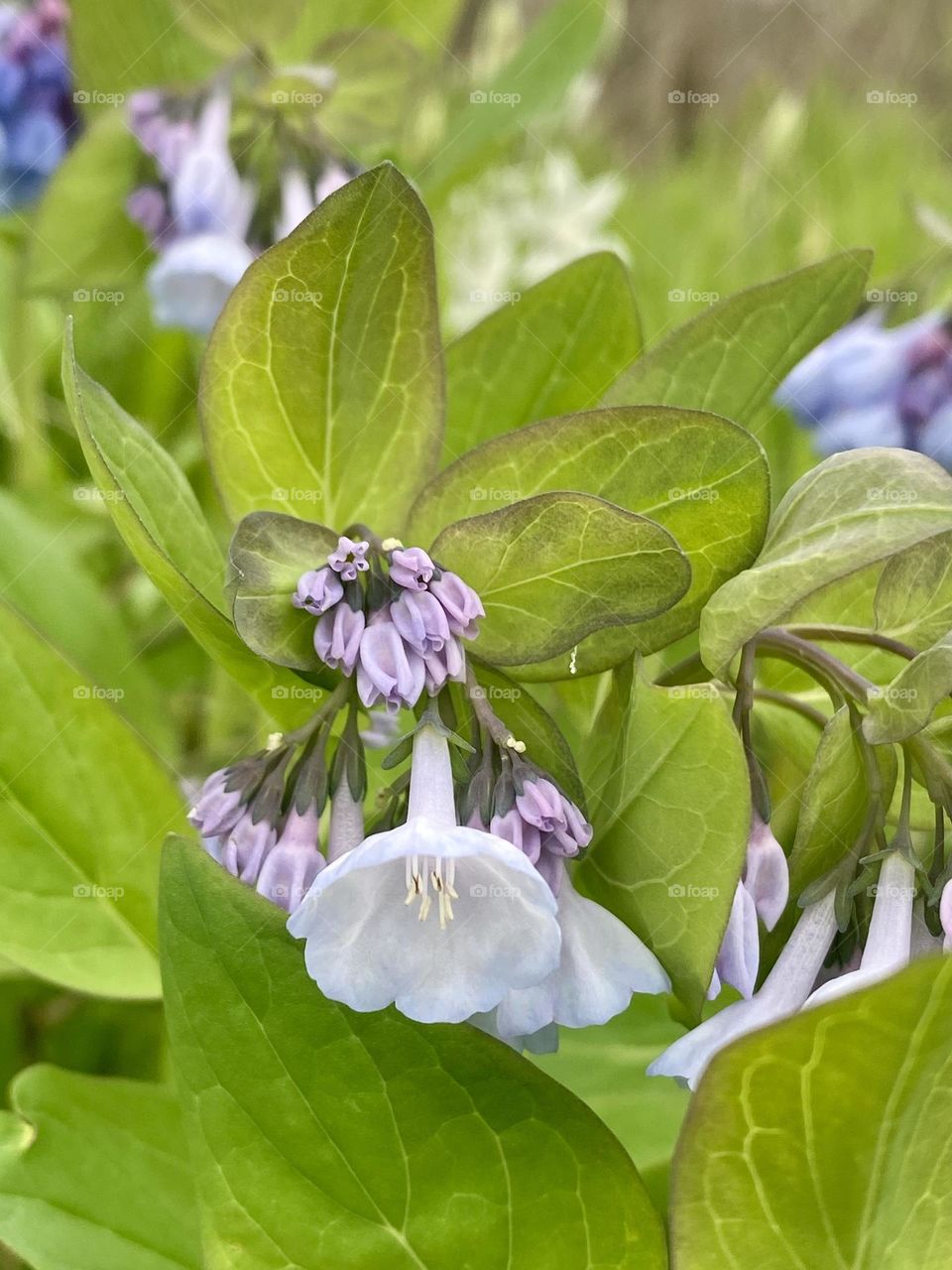 Virginia bluebells just starting to bloom