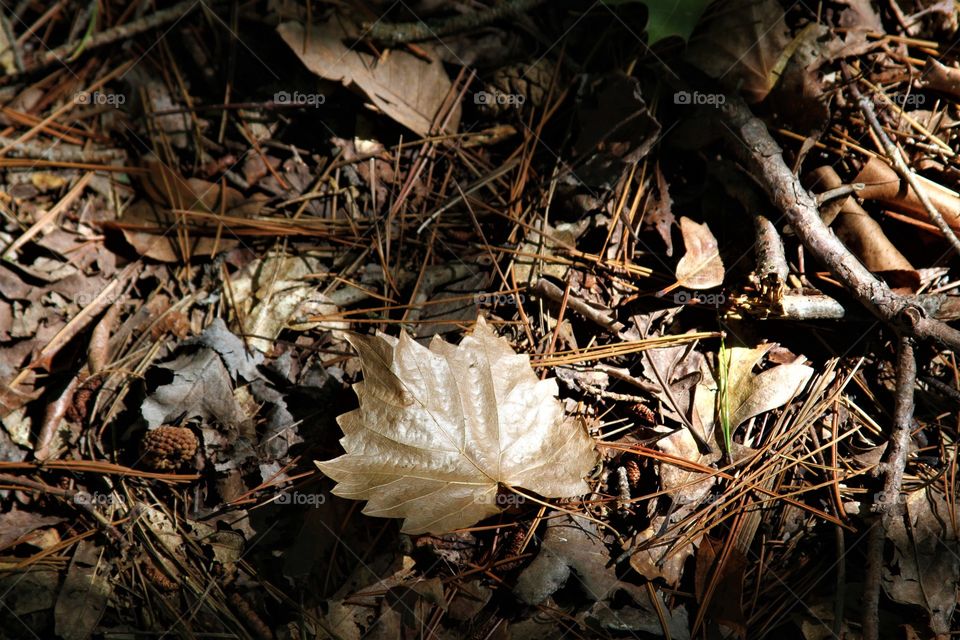 autumn ground.