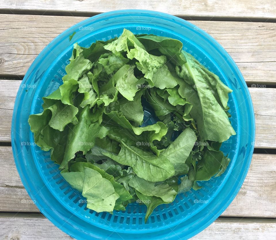Fresh picked butter lettuce and spinach ready for a crisp salad. 