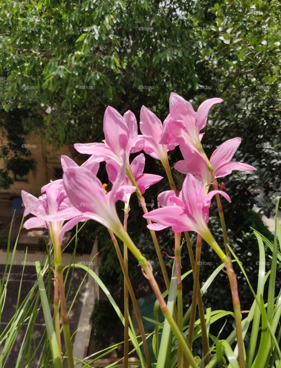 beautiful pink lilies from the terrace garden in summer