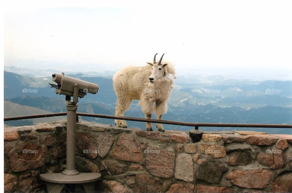 goat colorado mt evans by ezdrossi