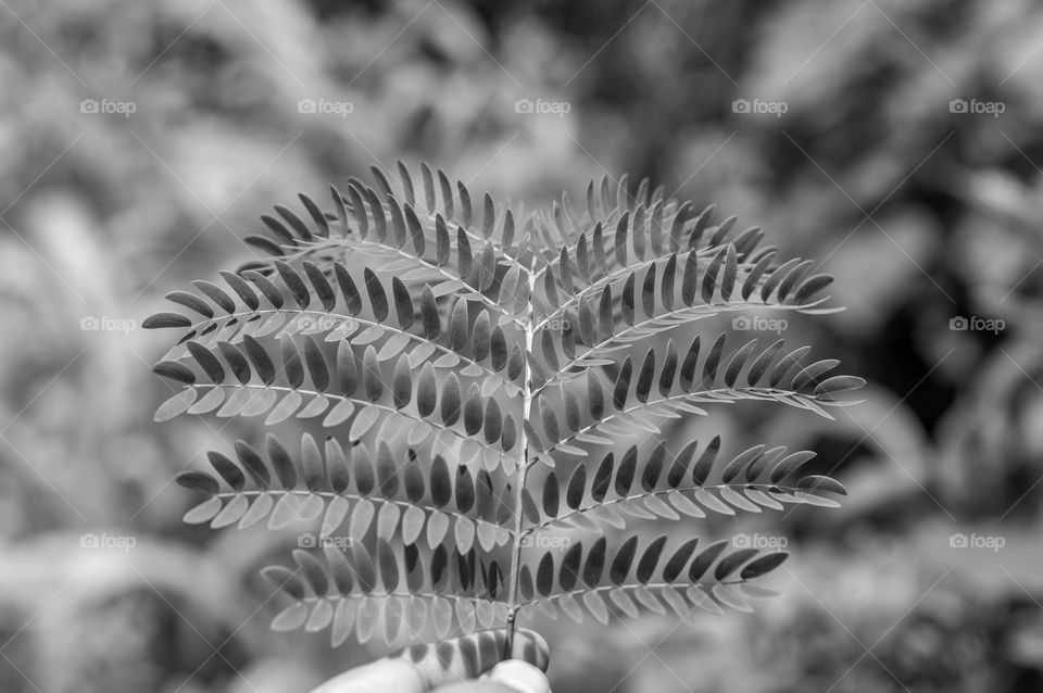 leaves from a tree branch.