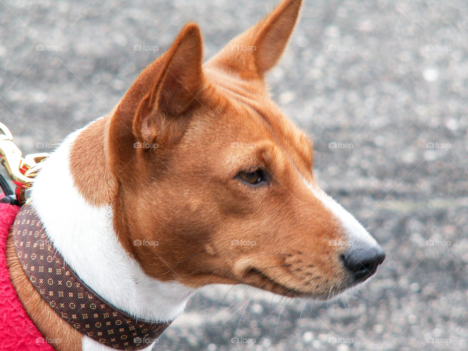 A dog on a leash