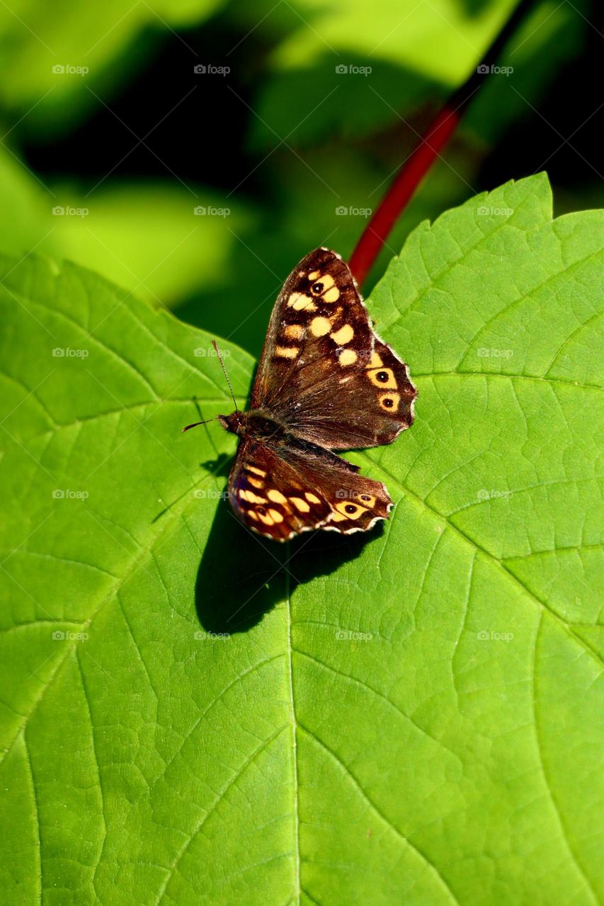 butterfly and wildlife