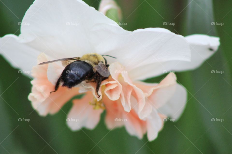 A bee pollinating a pink and white daffodil in the spring