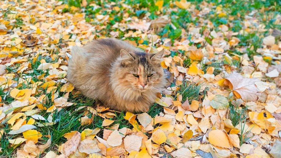 the cat lies among the yellow leaves