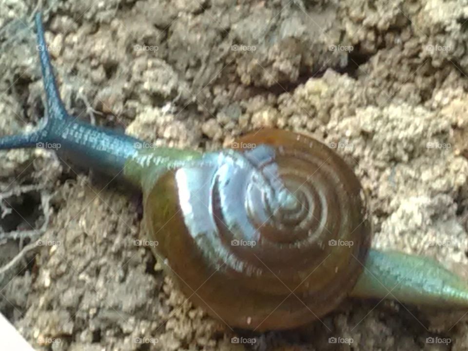 Because of the very beautiful, simple and peaceful nature of the creatures, this number of animals is increasing.snail.