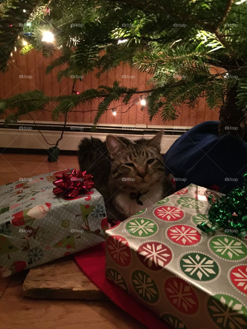 kitty with presents