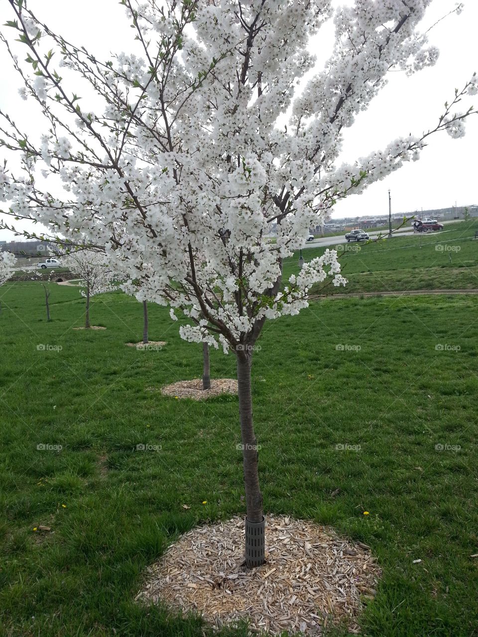 blooming trees
