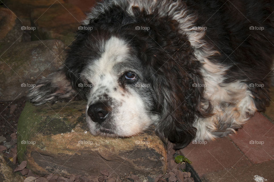 Cocker Spaniel / St. Bernard Mix