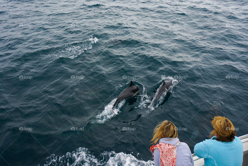 Watching dolphins from a boat on the Pacific Ocean 
