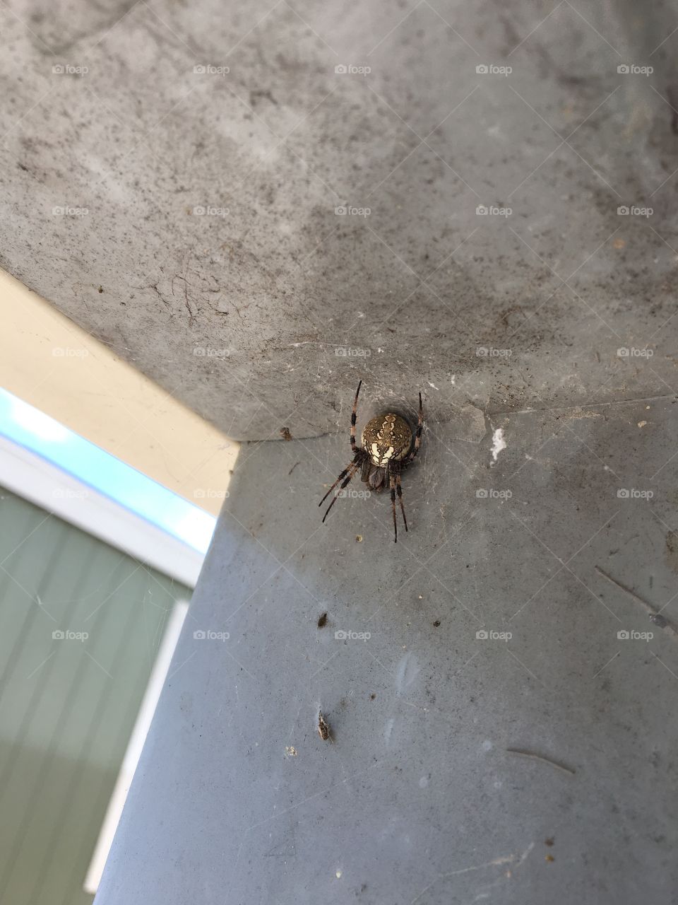 Texas spider