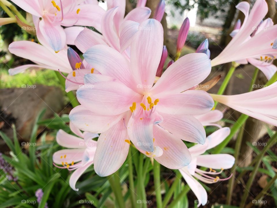 Elegant Blossoming Flowers in the Dallas Arboretum
