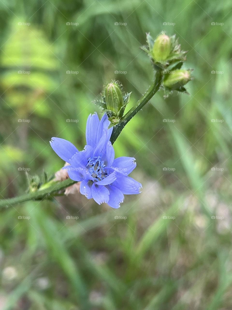 Chicory 