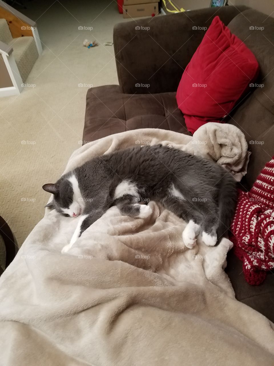 Jasper sleeping on a blanket