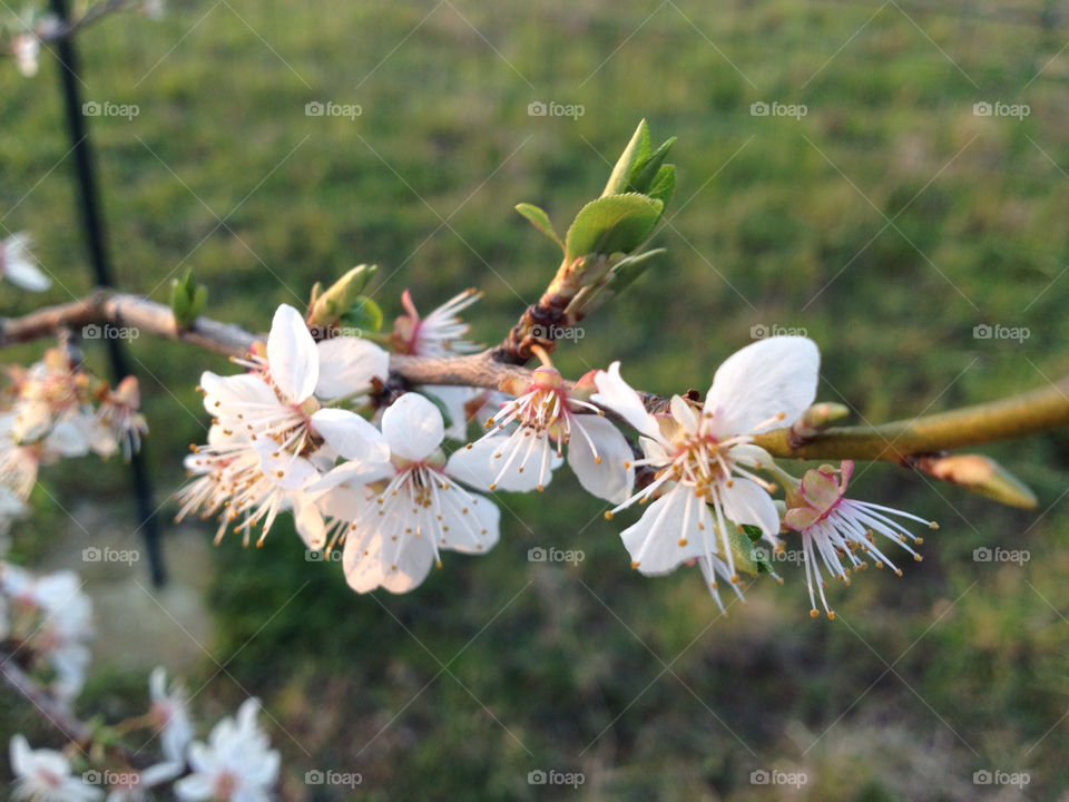 spring tree cherry branch by enag