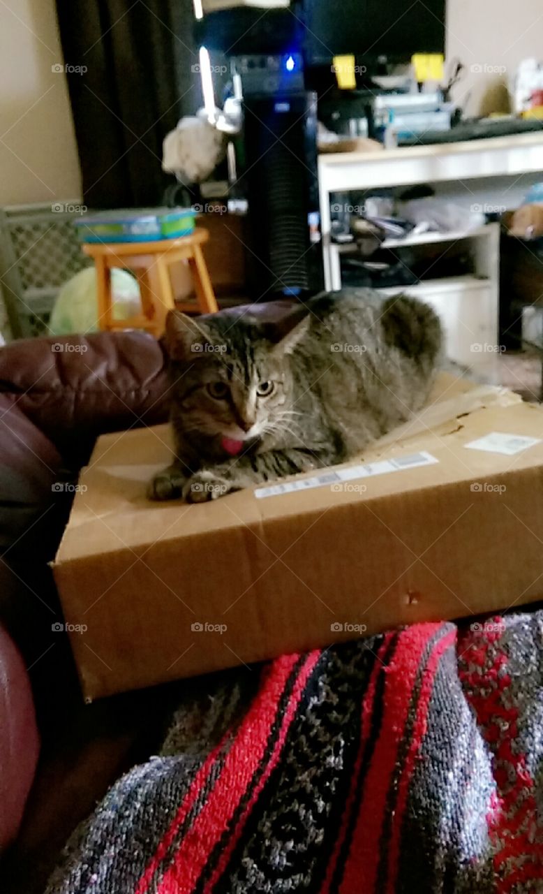 the cat likes sitting on boxes