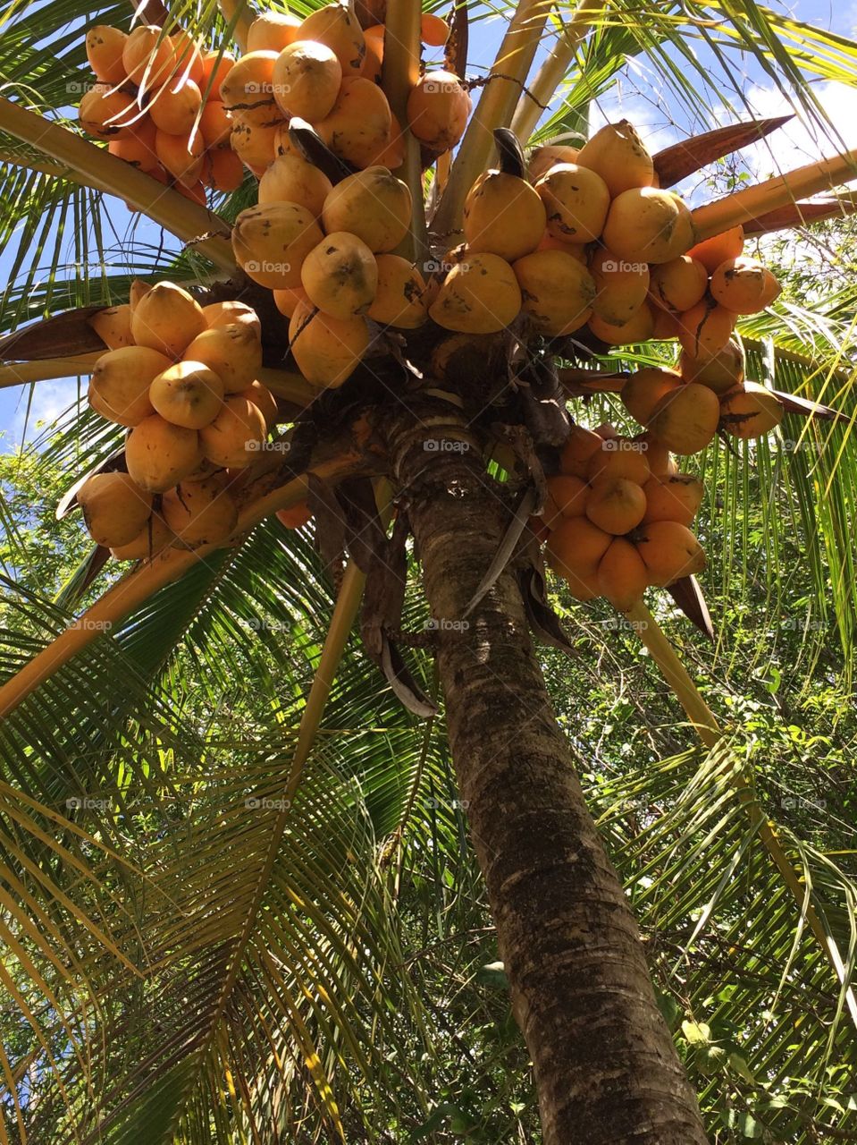 Climb the Mango tree. Mango tree in homestead Florida 