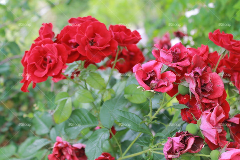 lovely red rose's