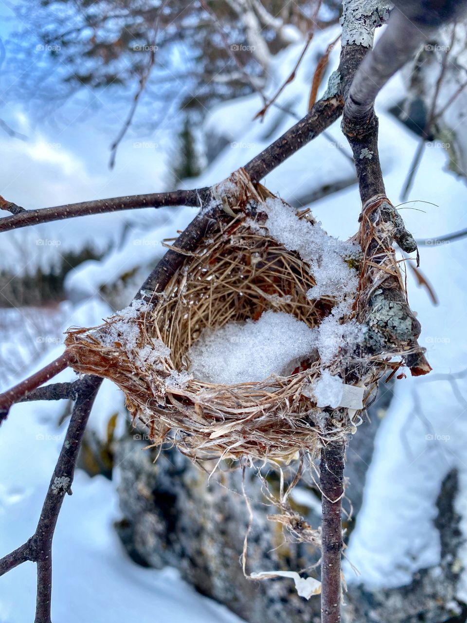 Abandon bird nest 