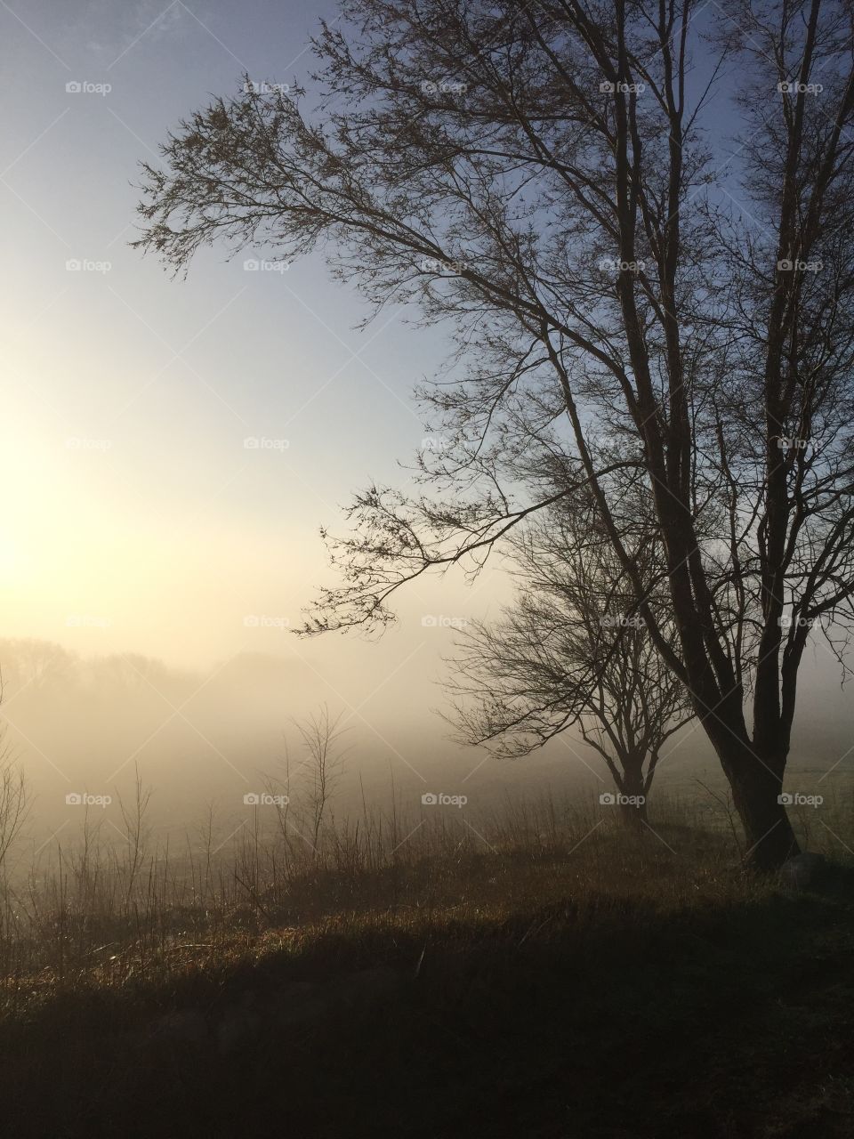 Foggy Field