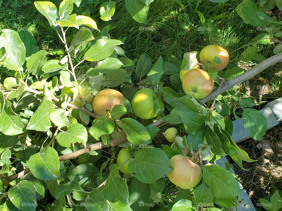 Organic apples 🍎