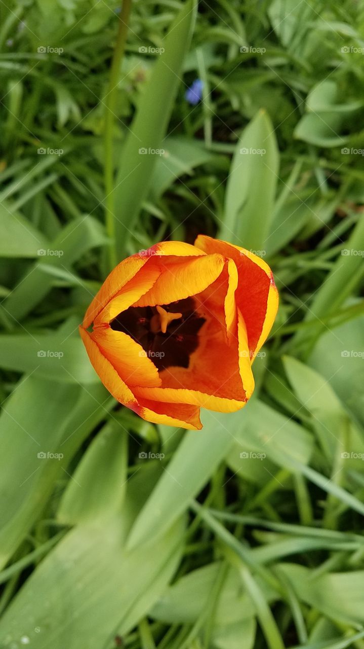 Tulip Ariel