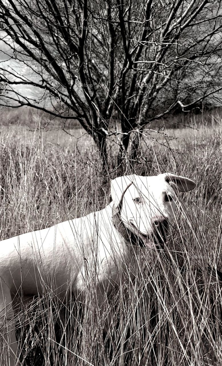 My best friend, aka "Baby Bear," loves running free in the fields by our house.