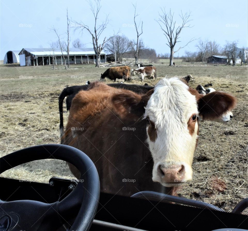 Cow blocking a farm vehicle